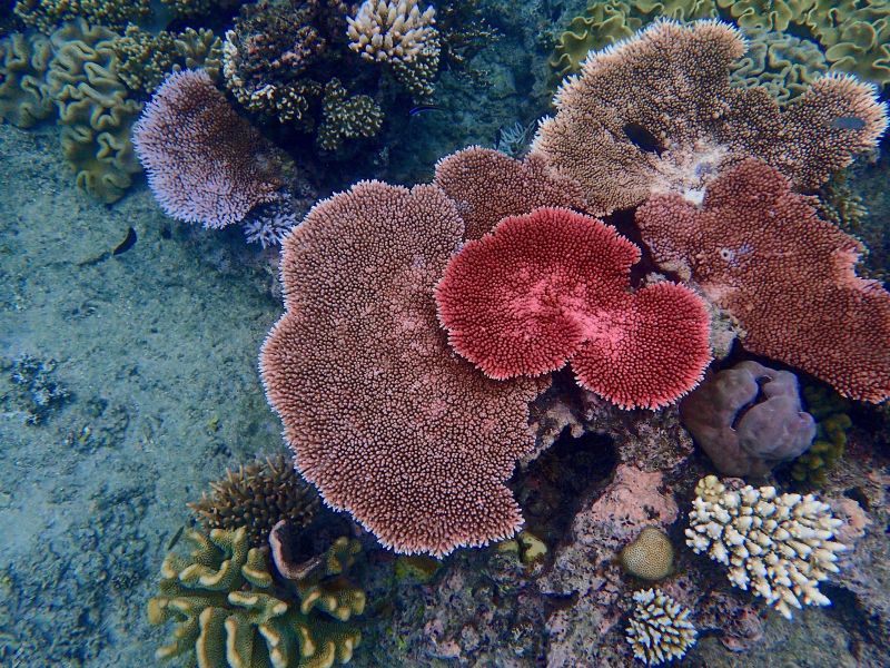 File:Great Barrier Reef coral.jpg